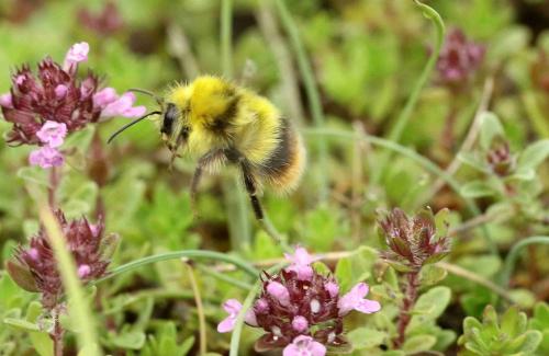 Bombus pratorum
